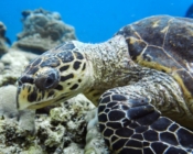 Hawksbill turtle foraging and looking into camera, Lily Rock, Ari Atoll, Maldives. Image.