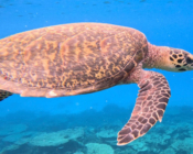 Hawksbill, Table Coral Garden, North Malé Atoll, Maldives. Image.