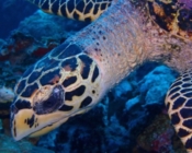 Hawksbill turtle close to camera, Anemone Thila, Lhavyani Atoll, Maldives. Image.