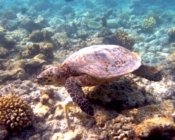 Hawksbill turtle foraging on coral reef, Dhawa Ihuru House, North Malé Atoll, Maldives. Image.