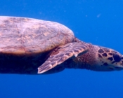 Hawksbill turtle swimming in the blue, Dhwara Ihuru House, North Malé Atoll, Maldives. Image.