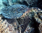 Hawksbill turtle on a coral reef, Maagiri, Ari Atoll, Maldives. Image.