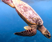 Hawksbill turtle swimming down from the surface, LUX Outside Reef, Ari Atoll, Maldives. Image.