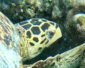 Hawksbill turtle foraging, Komandoo Southside, Lhaviyani Atoll, Maldives