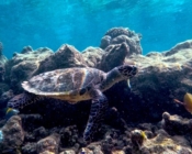 Hawksbill, Makunudhoo South, North Malé Atoll, Maldives. Image.
