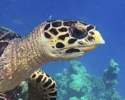 Hawksbill turtle looking at camera, Makunudhoo Reef, North Malé Atoll, Maldives. Image.