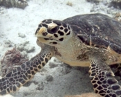 Hawksbill turtle, Elizabeth Gardens, Ari Atoll, Maldives. Image.
