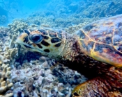 Hawksbill turtle on a coral reef, Medhafushi lagoon Reef, Noonu Atoll, Maldives. Image.