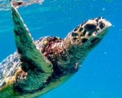 Hawksbill swimming in the blue looking at camera. Image.