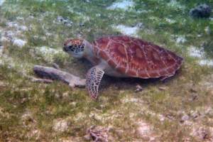 Iris, green turtle, adopted for Alberto by Silvia Green turtle on sea grass bed, Kuredu House Reef, Lhaviyani Atoll, Maldives. Image.