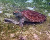 Green turtle on sea grass bed, Kuredu House Reef, Lhaviyani Atoll, Maldives. Image.
