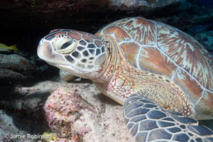 Jamie's Smile, green turtle, adopted by Jamie Robinson Green turtle, Hithadhoo Corner, Laamu Atoll, Maldives. Image.