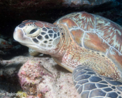 Green turtle, Hithadhoo Corner, Laamu Atoll, Maldives. Image.