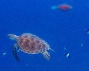 Tow green turtles swimming in the blue, Coco Pamn Dhuni Kolhu, Baa Atoll, Maldives. Image.
