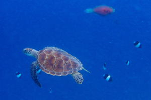 Jenny, green turtle, adopted for Jenny by Nicola Manser Tow green turtles swimming in the blue, Coco Pamn Dhuni Kolhu, Baa Atoll, Maldives. Image.