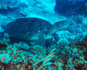 Green turtle on coral reef, Laama Faru Ha, Laamu Atoll, Maldives. Image.
