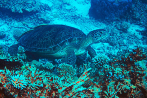 Sandy Turtle, green turtle, adopted for Jenny & Sandy Green turtle on coral reef, Laama Faru Ha, Laamu Atoll, Maldives. Image.