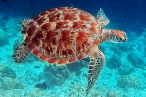 Jotris, green turtle, adopted by Chris Green turtle with beautiful shell swimming in the blue in the Maldives. Image.