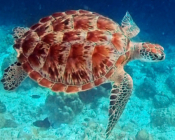 Green turtle with beautiful shell swimming in the blue in the Maldives. Image.