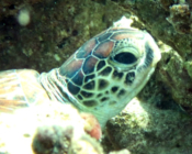Green turtle, Coral Garden, Laamu Atoll, Maldives. Image.