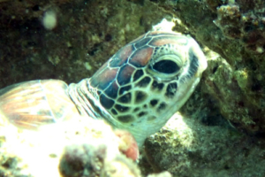 Joy, green turtle, adopted by David and Matteo Hegarty Green turtle, Coral Garden, Laamu Atoll, Maldives. Image.