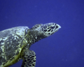 Adult male hawksbill turtle, right profile. swimming in the blue. Image.