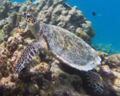 Hawksbill turtle, Makunudhoo Reef, North Malé Atoll, Maldives. Image.