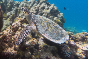 Katie, hawksbill, adopted by Sofia Lavery Hawksbill turtle, Makunudhoo Reef, North Malé Atoll, Maldives. Image.