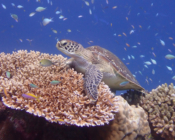 Green turtle resting on corals, Olhuveli Reef, Laamu Atoll, Maldives