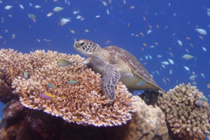 Kiva, green turtle, adopted Green turtle resting on corals, Olhuveli Reef, Laamu Atoll, Maldives