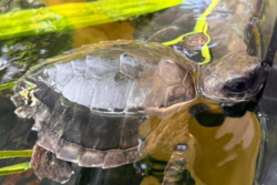 Click to adopt Kuda Young juvenile turtle patient, Kuda, in her small tank. Image.