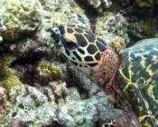 Hawksbill turtle, Ellaidhoo, Ari Atoll, Maldives. Image.