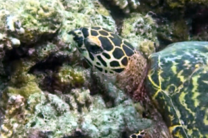 Lazita, hawksbill, adopted by Tamara Hawksbill turtle, Ellaidhoo, Ari Atoll, Maldives. Image.