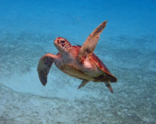 Green turtle, Kuredu House Reef, Lhaviyani Atoll, Maldives. Image.
