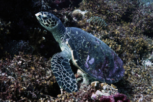 Loabi, hawksbill, adopted by Flossie Hawksbill turtle on colorful reef, Kurethi, Laamu Atoll, Maldives