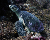 Hawksbill turtle on colorful reef, Kurethi, Laamu Atoll, Maldives