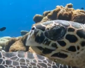 Hawksbill turtle, closeup, Kandihera House Reef, Addu Atoll, Maldives. Image.
