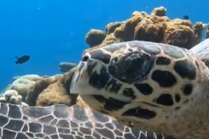 Lord Michael Hintze, hawksbill, adopted Hawksbill turtle, closeup, Kandihera House Reef, Addu Atoll, Maldives. Image.