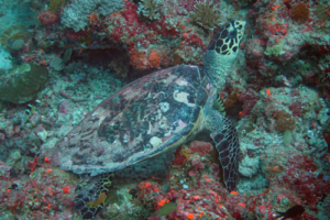 Ludwig, hawksbill, adopted by Monika, Ludwig & Franz Riehl Hawksbill turtle on coral reef, Rangali Faru, Baa Atoll, Maldives. Image.