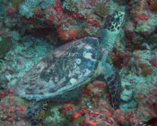 Hawksbill turtle on coral reef, Rangali Faru, Baa Atoll, Maldives. Image.