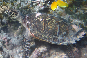 Madleine, hawksbill, adopted for Maddie Hawksbill turtle, full bocy, Gemana Faru, Raa Atoll, Maldives. Image.