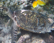 Hawksbill turtle, full bocy, Gemana Faru, Raa Atoll, Maldives. Image.
