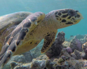 Hawksbill turtlee, Coco Giri House Reef, Vaavu Atoll, Maldives. Image.