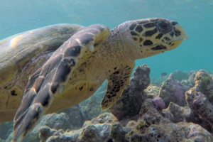 Major, hakwbill, adopted for Major by Nigel Lester Hawksbill turtlee, Coco Giri House Reef, Vaavu Atoll, Maldives. Image.