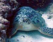 Green turtle, Kuredu Express, Maldives. Image.