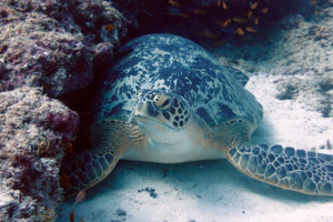 Matti, green turtle, adopted by Elke Wirthwein. Green turtle, Kuredu Express, Maldives. Image.