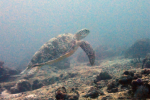 Merle, green turtle, adopted for Merle by Hans-Georg Bothur Green turtle, Hithadhoo Inside,Laamu Atoll, Maldives. Image.