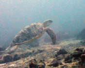 Green turtle, Hithadhoo Inside,Laamu Atoll, Maldives. Image.