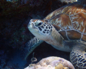 Green turtle resting on the reef, Komandoo North, Lhaviyani Atoll, Maldives. Image.
