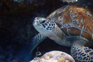 Morla, green turtle, adopted by Robyn Green turtle resting on the reef, Komandoo North, Lhaviyani Atoll, Maldives. Image.